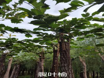 裂葉榆基地直銷，2017年價格參考