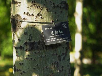 什么叫毛白楊？毛白楊有哪些特點？