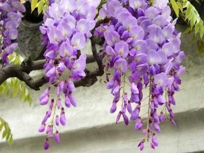 紫藤什么時候開花？紫藤花的花語是什么？