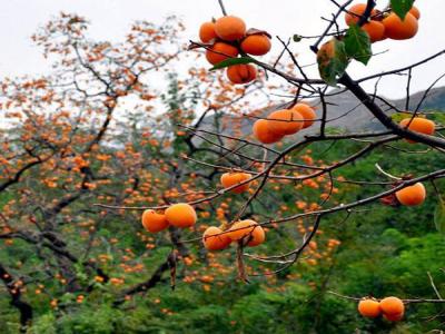 最新柿子樹(shù)低價(jià)批發(fā)，全國(guó)統(tǒng)一發(fā)貨