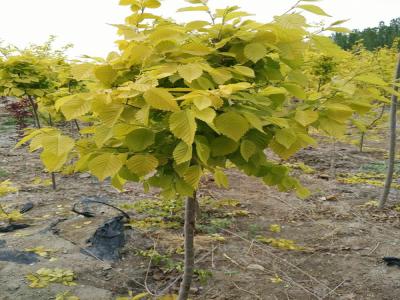 金葉榆球1.2米小苗的價格報(bào)表