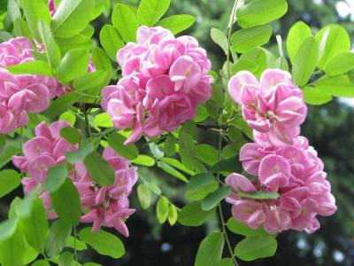 香花槐什么時候開花，開多久？