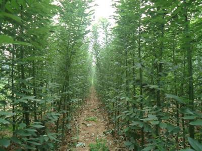 香花槐和刺槐有什么區別？