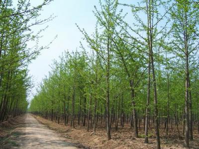 銀杏樹什么時候開花，什么時候結果?