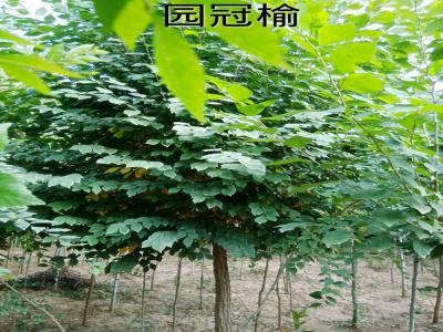 長枝榆的別名是什么，有什么寓意