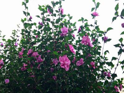木槿花什么顏色，什么時(shí)候開(kāi)