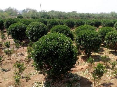 大葉黃楊小苗應該去哪里購買比較好 ？