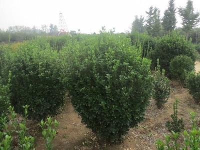 大葉黃楊的風水寓意是什么 ？