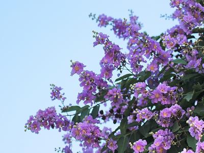 紫薇樹小苗應該去哪里購買，價格合理 ？