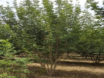 [叢生白蠟]叢生白蠟圖片_價格_種植方法