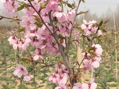 櫻花樹苗多少年才能長成大樹？