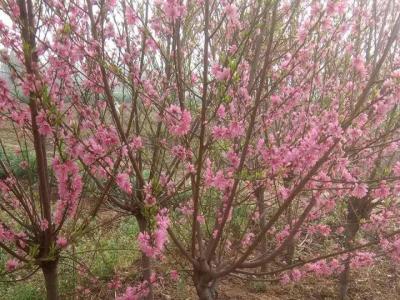 青葉碧桃開什么花？什么時候開花？