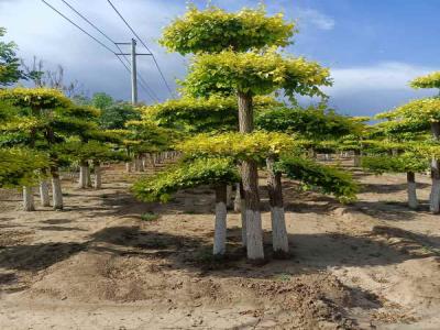 種植造型金葉榆，提升城市綠化品質_提供免費苗木報價